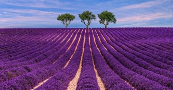 lavender-fields-clips