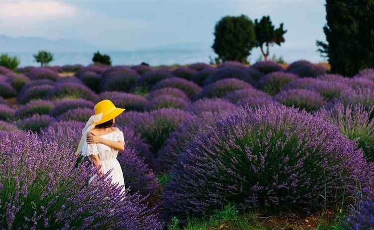 Lavendel Exkursionen