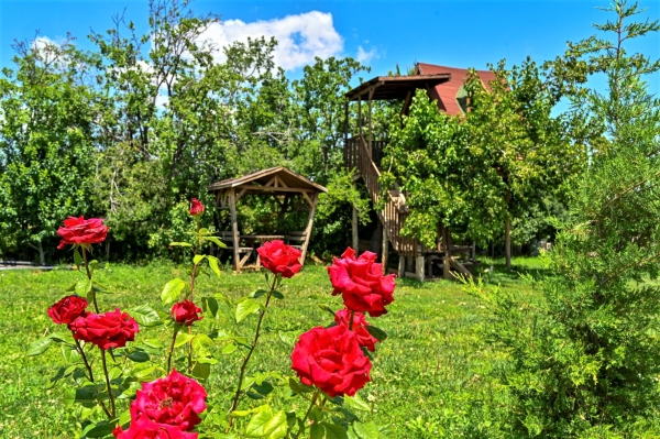 yoga-camps-in-nature